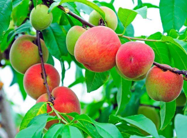 惊!这里有让人垂涎欲滴的桃子让你来采摘啦