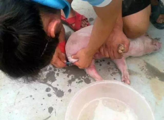 【技术】公猪阉割要点有哪些?连图带文都在这里了!