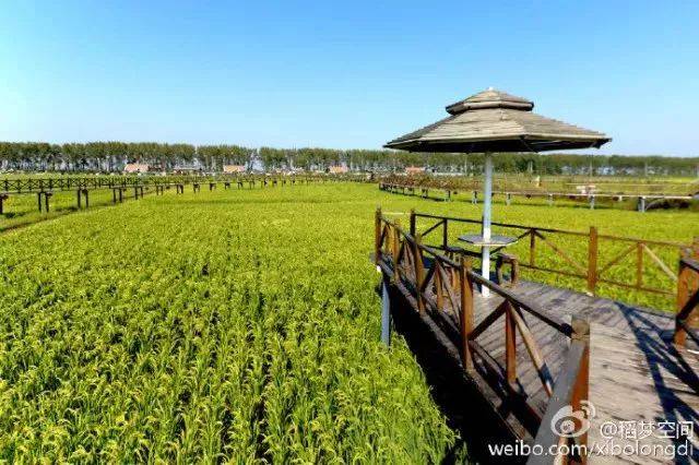 看田园风光,享受无尽绿色 踏进农田,感受插秧的快乐