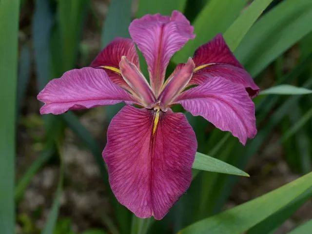 【一周一花】河畔的美丽精灵——鸢尾花