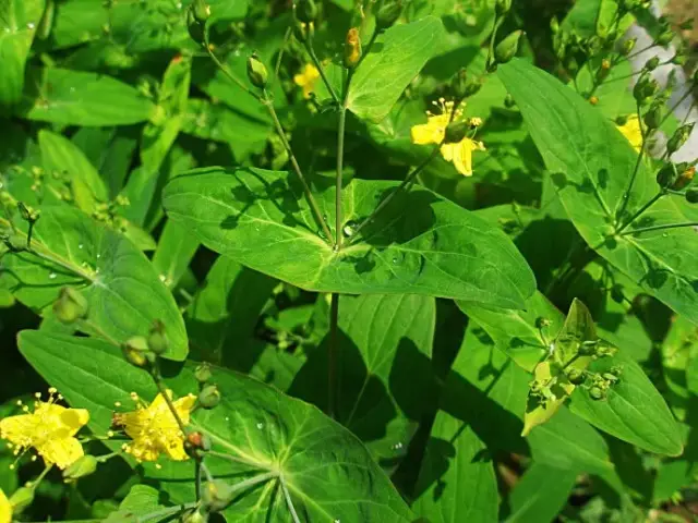 草药| 半枫荷