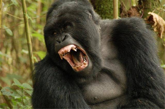 直击猛兽的愤怒:最后一种猛出新境界,不服的打赢坐牢,打输住院