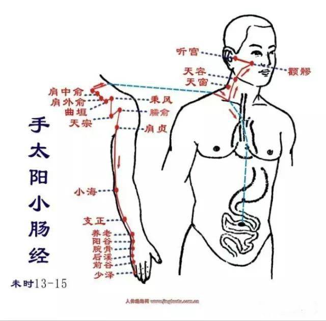 大肠经小肠经位置图图片