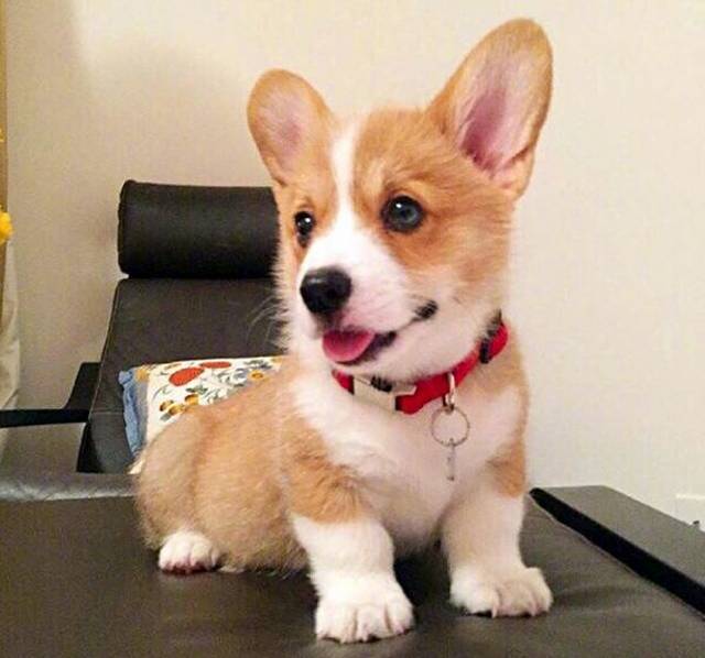 科普| X音大热的海草舞竟是在虐宠?这些举动都