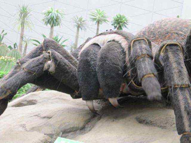 南极现巨型蜘蛛,以蛇为食!
