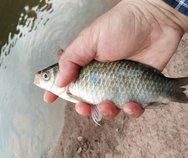 瀑布水源地,收穫10斤大板鯽魚,開放野生釣場釣獲滿滿一箱子野魚