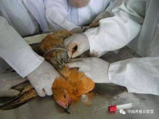 鸡心脏病详解鸡心冠脂肪出血的5种可能