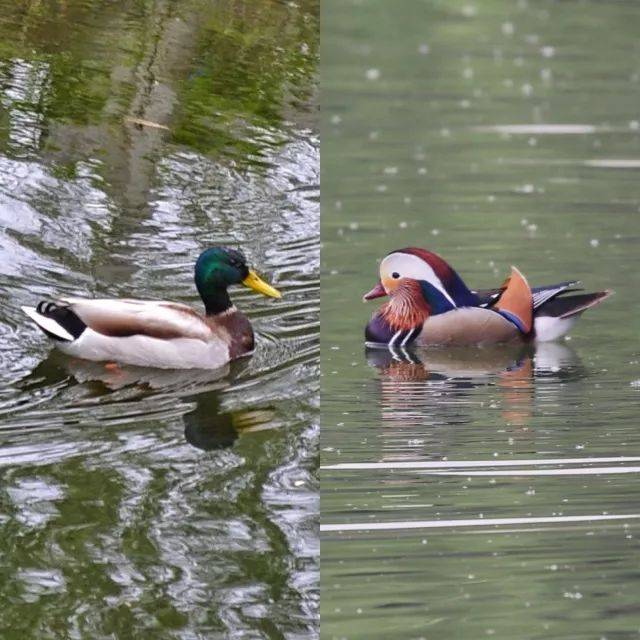 清华北大这对高校cp"秀恩爱"刷屏!网友直呼:真甜!