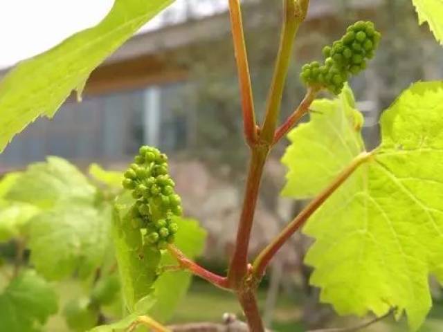 随着葡萄藤新枝的抽出,嫩绿色的花苞也开始沿着枝芽顶端生出.