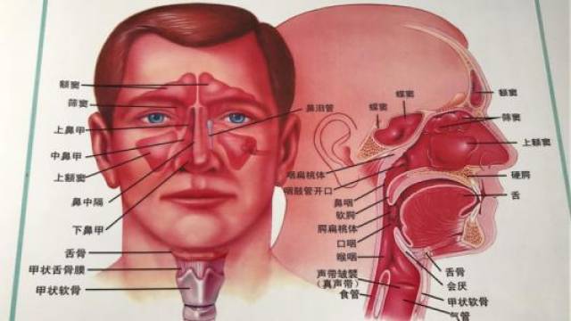 崔付军鼻窦炎患者要警惕全身性疾病