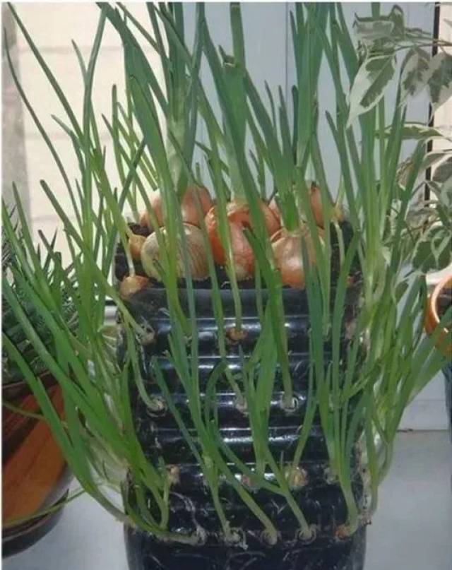 空油桶千万别扔!这样剪2刀,秒变种菜神器,蔬菜多到吃不完