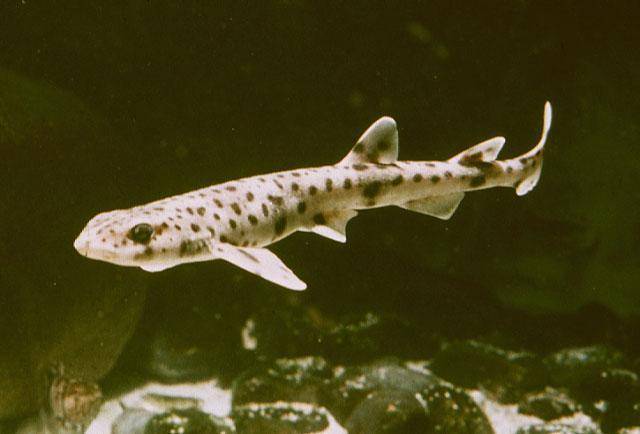 猫鲨栖息在海的底层是一种很狡猾的鱼类捕食技巧非常独特