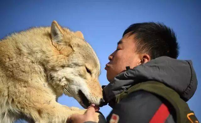 【蒙古达人】70后蒙古汉子驯狼18年 "与狼共舞"不是梦!_手机搜狐网