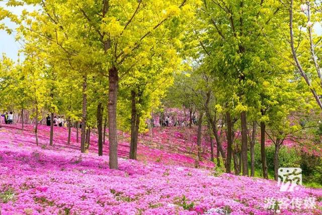 走進大花園|遊旅順英歌石植物園