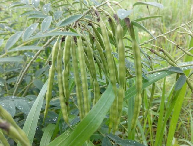 种植一亩苦参,大概可以收获200斤左右的种子和1500斤左右的根茎,可以