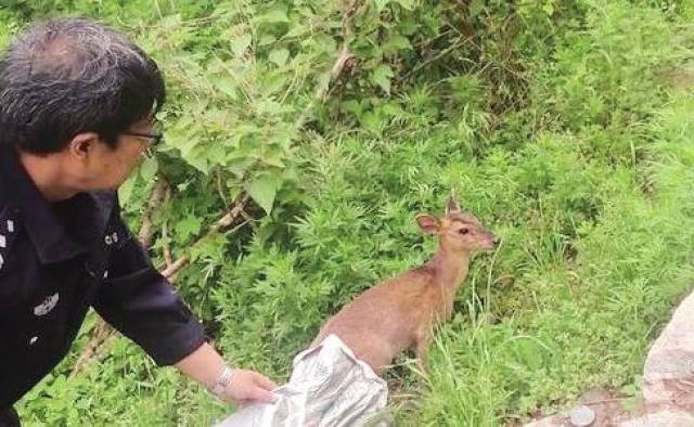 鄠邑野生麂子下山