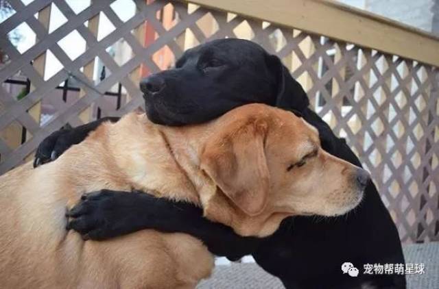 两只拉拉每天拥抱秀恩爱,简直要闪瞎单身狗啊