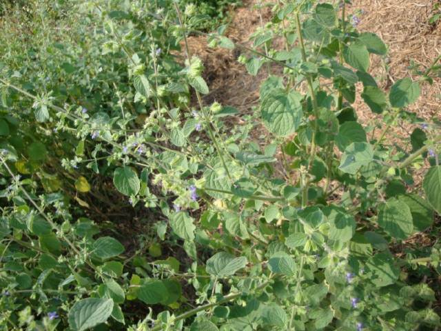 一听到逼死蛇这个名字,想必很多朋友就知道它的作用了,没错,这种野草