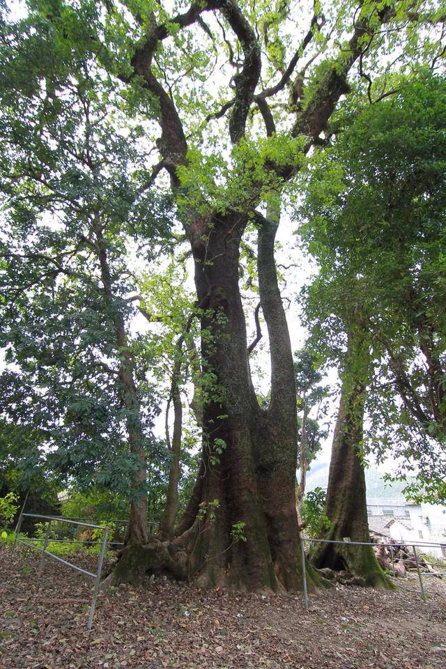 惠州龙门的乡下,六百年的古树上大片奇花正在绽放