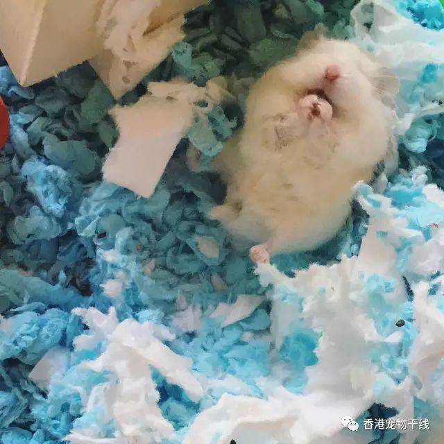 鼠鼠不会用饮水器喝水怎么办？_搜狐网