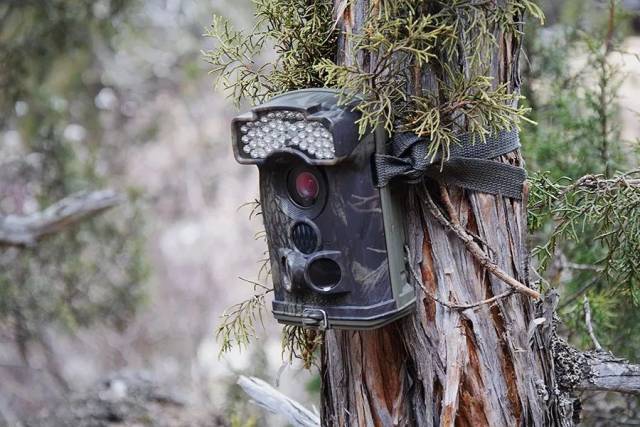 藏乡· 森林 · 牧场 : 神奇动物在硗碛 | 暑期营地课程-教育频道-手