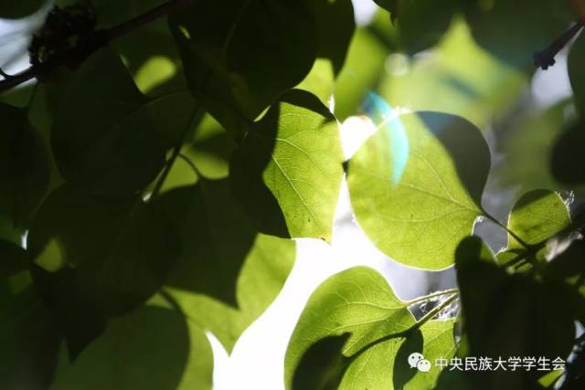 映像校园 | 给民大一个色彩斑斓的理由_手机搜狐网