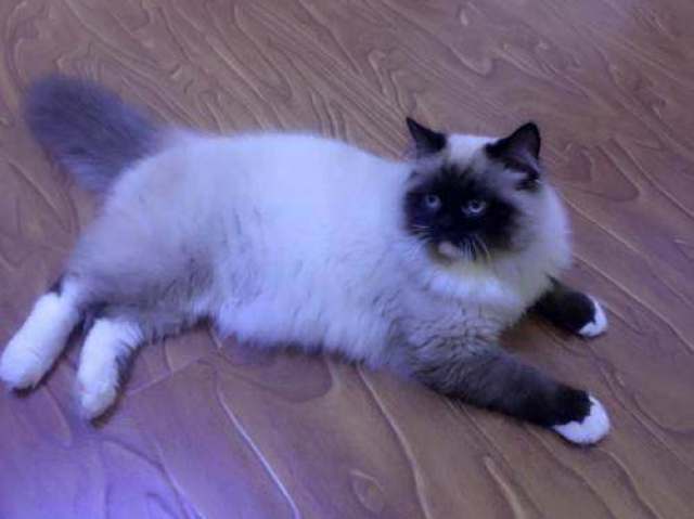 布偶猫被称为行走的毛绒玩具,关于它你知道多少?