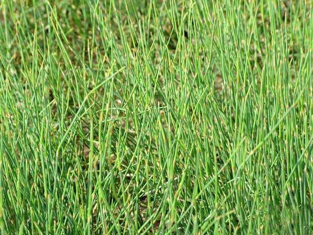 从麻黄的趣味传说中了解中医药文化