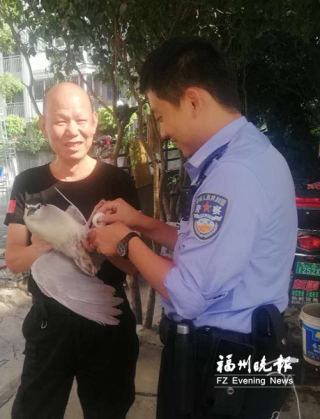 民警为夜鹭包扎伤口.