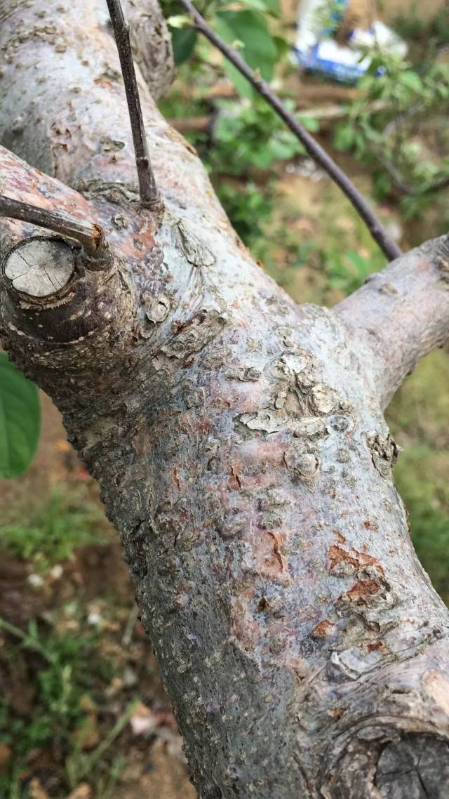 5月气温渐升迎来苹果干腐病高发期!你的果园中招了吗