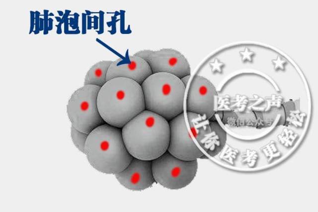 通过 肺泡间孔,分头行动,所向披靡