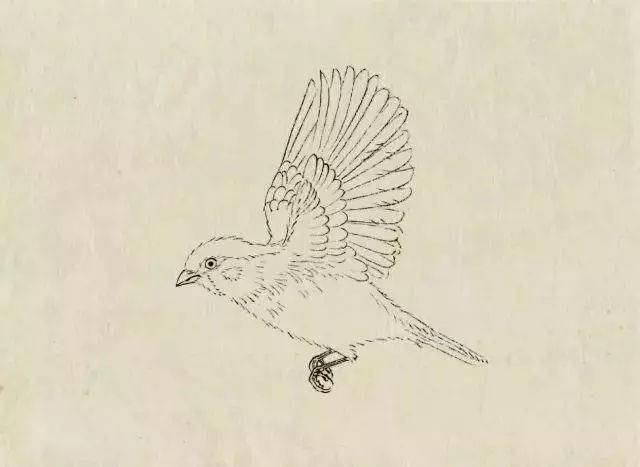 零基础学画|工笔麻雀 · 既是平凡纤巧身 林间院落自逍遥