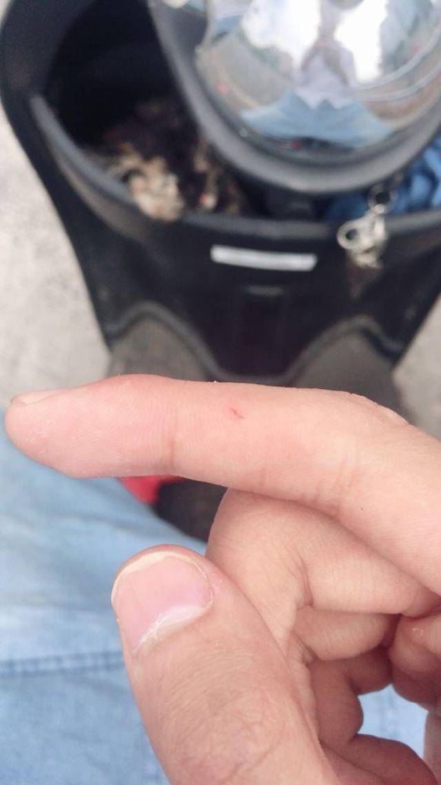 路上看到一只后腿残疾的小奶猫,送往医院时,猫咪的反应让人暖心