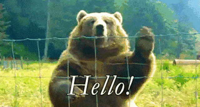 西伯利亚棕熊 表情包图片