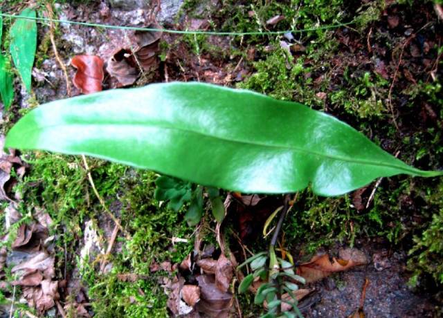 这野草人称"七星剑",曾是穷人的治病药,如今18元一斤成稀罕货