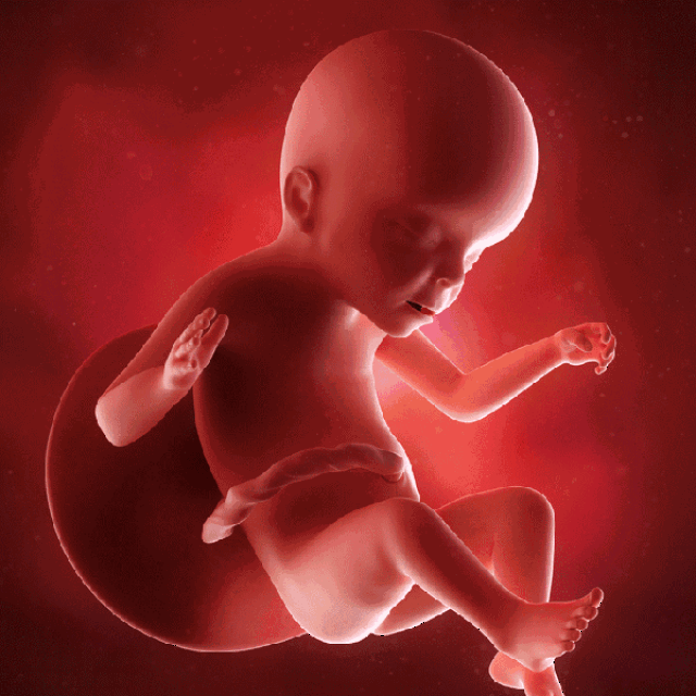 9个月的胎儿真实图片图片