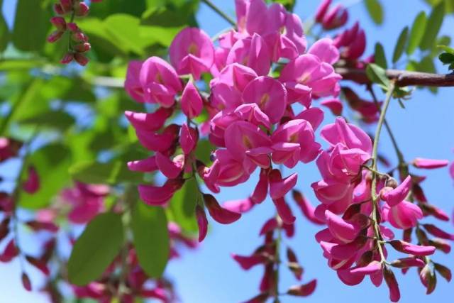 红槐花有毒吗(红槐花能食用吗)