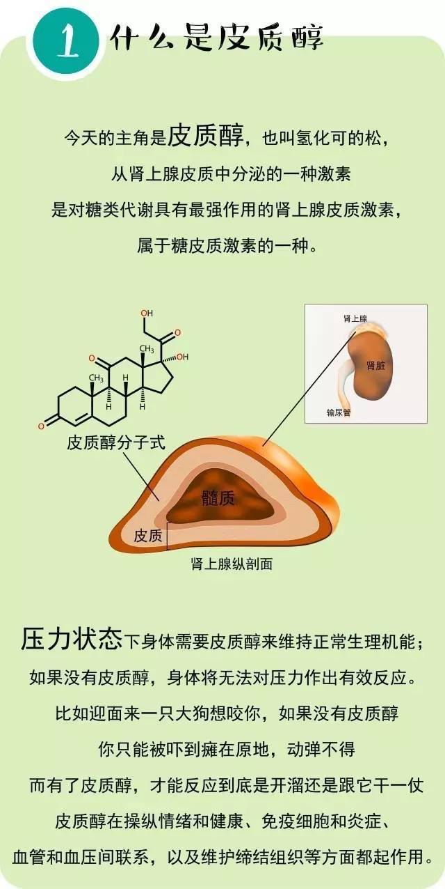 減肥越急於求成,皮質醇就越搗亂,讓你胖成死循環