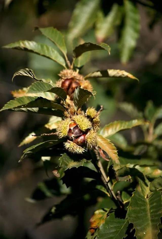 小刺栗树图片图片