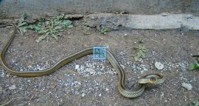 乡村野河,收获"一脸盆"10斤野生鱼,还遇见一条2米长的乌梢蛇