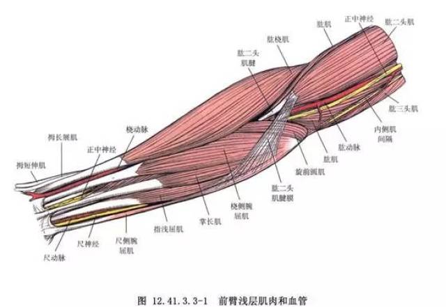 小臂肌肉解剖图谱图片