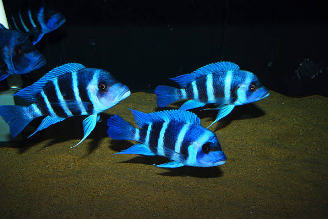 体型雄壮,最大体长可达50cm,坦湖慈鲷中最出色的猎手