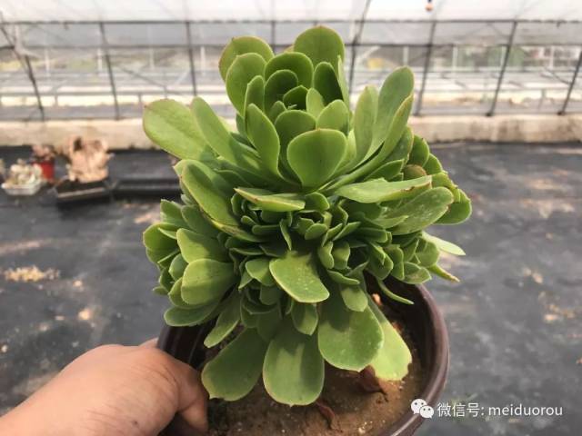 团购三十四期:绿羊绒(香馥)捧花老桩,铜壶法师小捧花_手机搜狐网