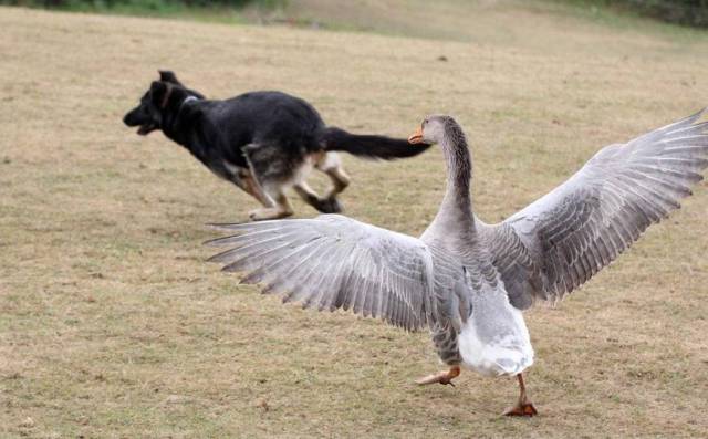 狗狗被鹅追着咬隔着屏幕都感受到了狗子的绝望