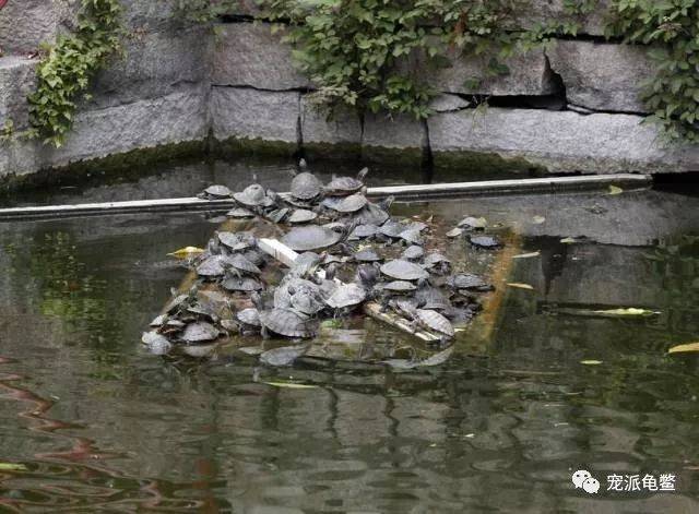 寺庙放生池内的乌龟有灵性,经常回叠起罗汉听佛号