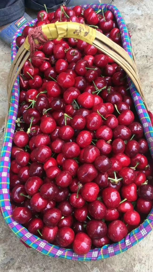 攀枝花车厘子熟啦!60元一斤!