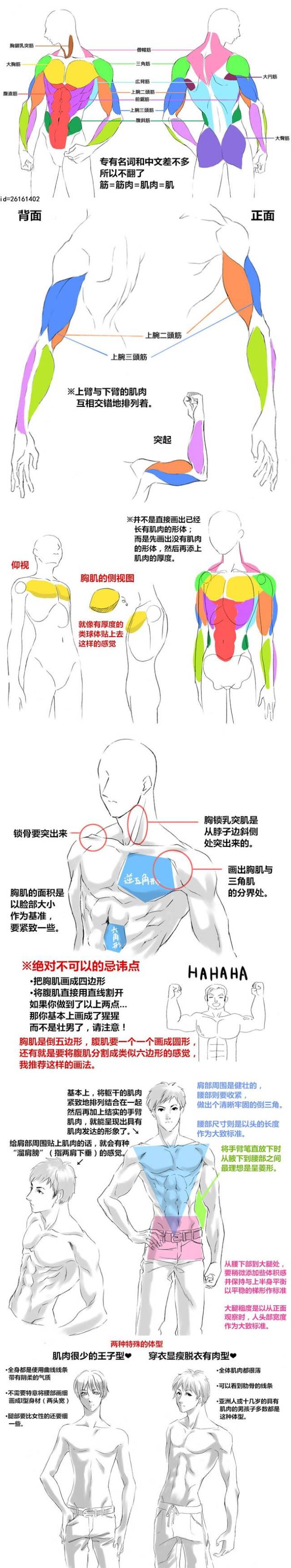 人体肌肉画法教程,很棒的小教程,看完这9个肌肉教程,还怕画不出美国