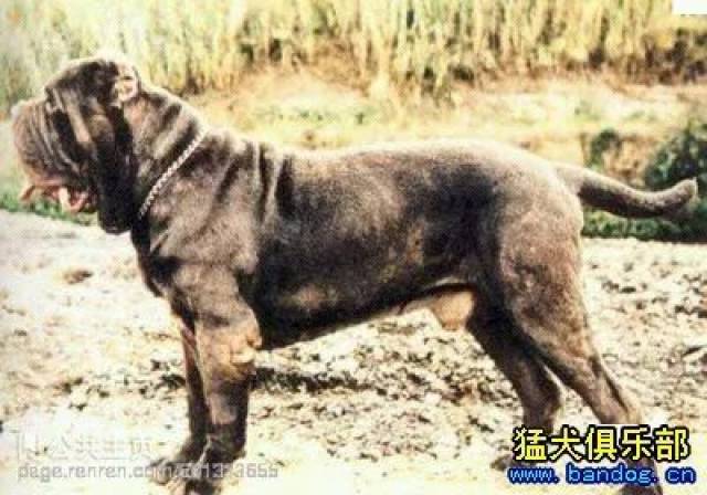 天山獒犬,天山獒,蒙古獒犬_大山谷图库