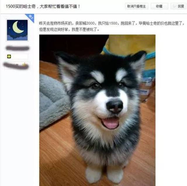 网友花1500买了只哈士奇 卖家说这是巨型二哈,以后长不到一百斤包退