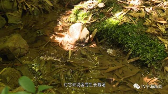 时隔34年 再寻"宁海拟钉螺"踪迹!这是个啥玩意?确定不是螺丝钉吗?